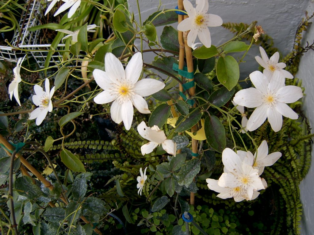 White clematis flowering along a garden trellis